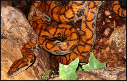 Boa arcobaleno Boa arcobaleno