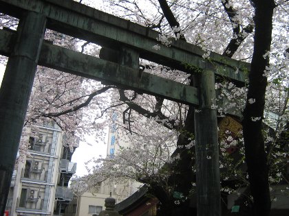 Un ciliegio e un torii a Tokyo, aprile 2009
