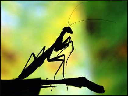 Mantis religiosa