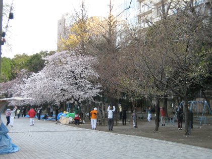 Ciliegi in fiore a Ueno, aprile 2009