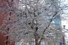 Giappone2009-06
