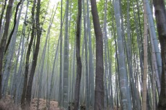Giappone-2011-10